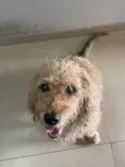 Aparecido