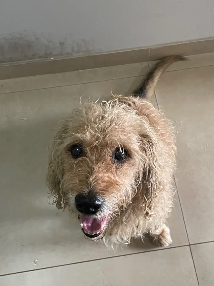 Cachorro raça SRD-ViraLata idade 1 ano nome Aparecido