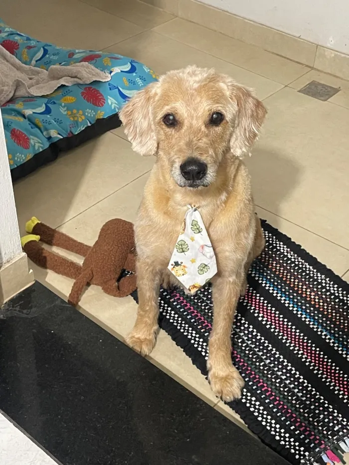 Cachorro raça SRD-ViraLata idade 1 ano nome Aparecido