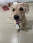 Aparecido