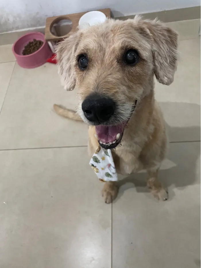 Cachorro raça SRD-ViraLata idade 1 ano nome Aparecido