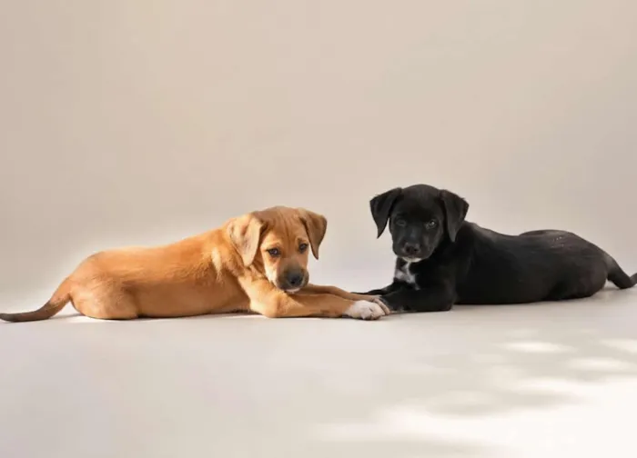 Cachorro raça SRD-ViraLata idade 2 a 6 meses nome Sol