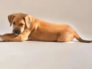 Cachorro raça SRD-ViraLata idade 2 a 6 meses nome Sol