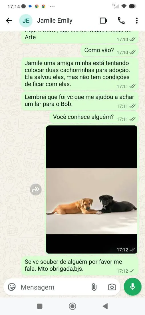 Cachorro raça SRD-ViraLata idade 2 a 6 meses nome Lua 