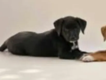 Cachorro raça SRD-ViraLata idade 2 a 6 meses nome Lua 