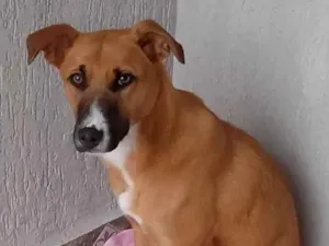 Cachorro raça SRD-ViraLata idade 2 anos nome Pandora