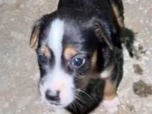 Cachorro raça SRD-ViraLata idade Abaixo de 2 meses nome Filhotes 