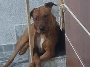 Cachorro raça SRD-ViraLata idade 2 anos nome Apolo