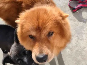 Cachorro raça SRD-ViraLata idade 7 a 11 meses nome Mel E Thor
