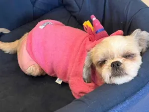 Cachorro raça Shitzu idade 6 ou mais anos nome July