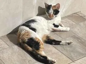Gato raça SRD-ViraLata idade 2 anos nome Mimi