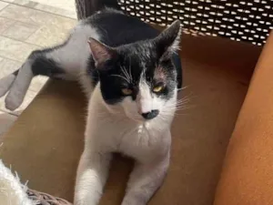 Gato raça SRD-ViraLata idade 6 ou mais anos nome Sem nome