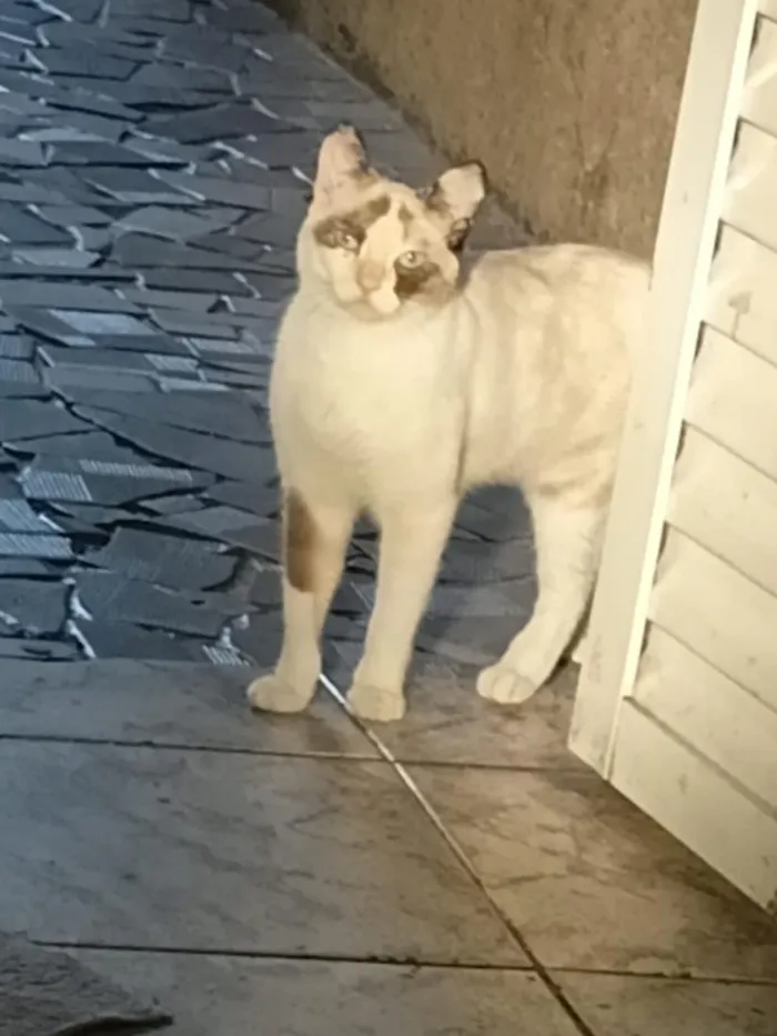 Gato raça SRD-ViraLata idade 1 ano nome Lunna