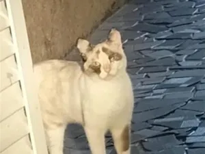 Gato raça SRD-ViraLata idade 1 ano nome Lunna