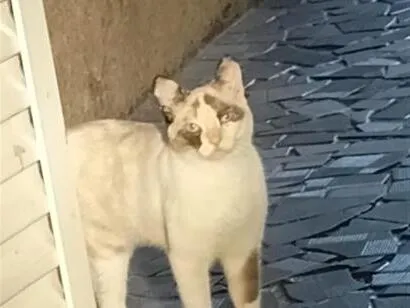 Gato raça SRD-ViraLata idade 1 ano nome Lunna