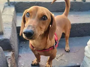 Cachorro raça Basset-Cofap idade 3 anos nome Spike