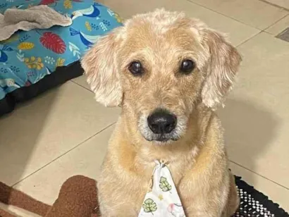 Cachorro raça SRD-ViraLata idade 1 ano nome Aparecido