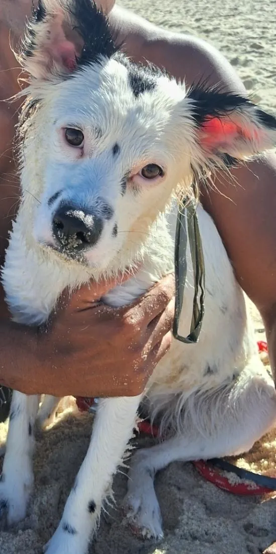 Cachorro raça SRD-ViraLata idade 7 a 11 meses nome Luna