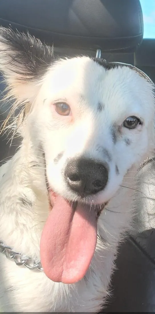 Cachorro raça SRD-ViraLata idade 7 a 11 meses nome Luna