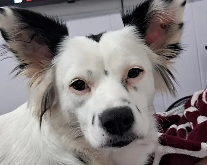 Cachorro raça SRD-ViraLata idade 7 a 11 meses nome Luna