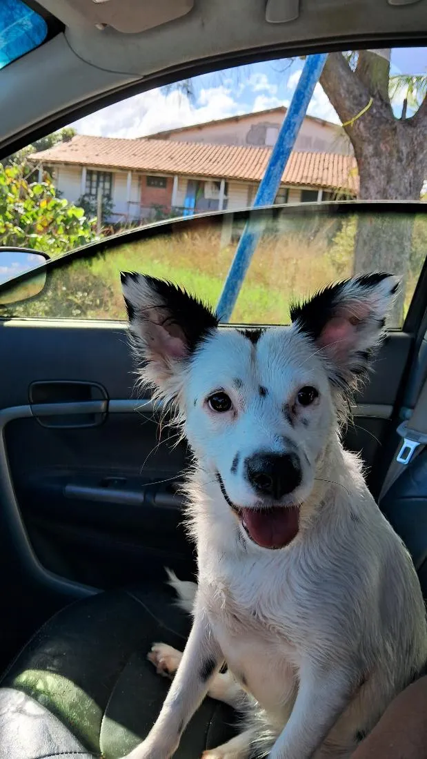 Cachorro raça SRD-ViraLata idade 7 a 11 meses nome Luna