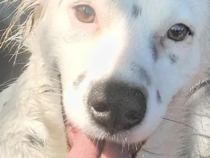 Cachorro raça SRD-ViraLata idade 7 a 11 meses nome Luna