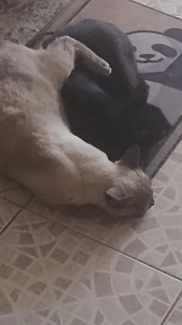 Gato raça SRD-ViraLata idade 2 anos nome Pandora e. Pantera