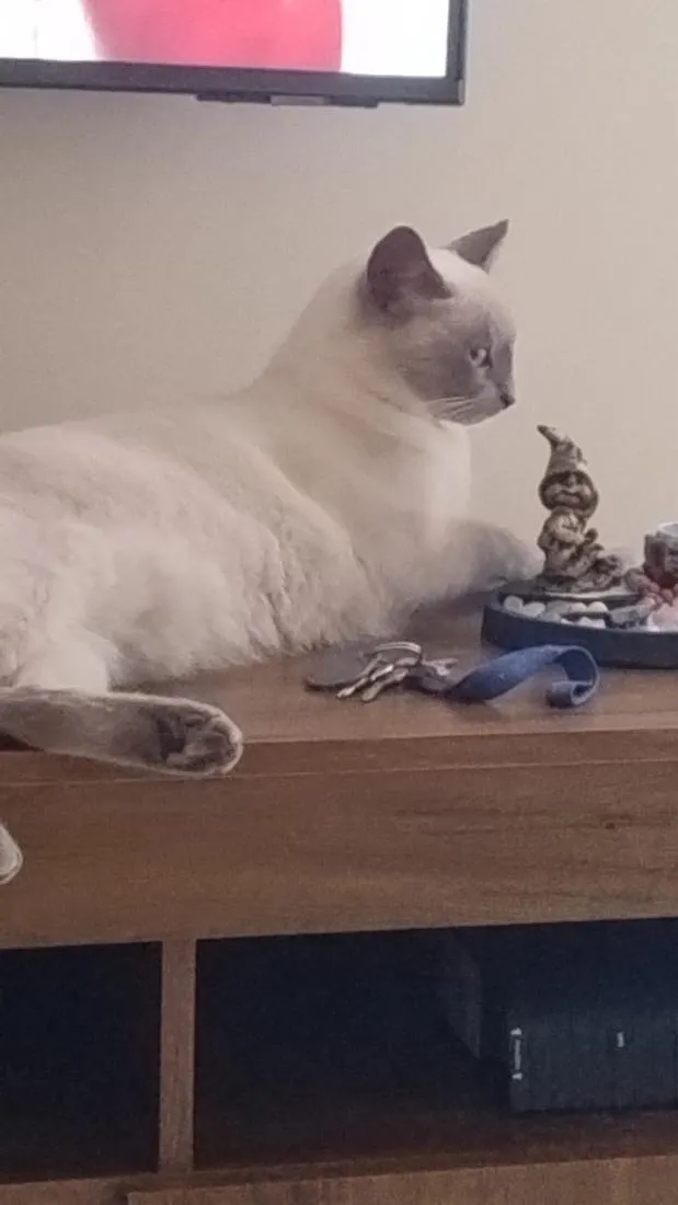Gato raça SRD-ViraLata idade 2 anos nome Pandora e. Pantera