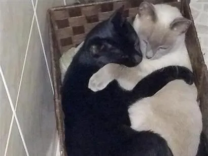 Gato raça SRD-ViraLata idade 2 anos nome Pandora e. Pantera