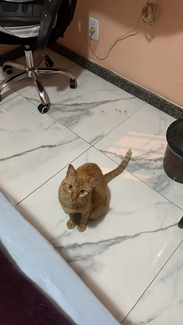 Gato raça SRD-ViraLata idade 2 anos nome Shira