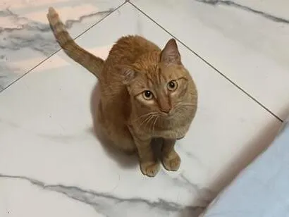 Gato raça SRD-ViraLata idade 2 anos nome Shira