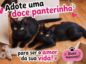Gato raça SRD-ViraLata idade 2 a 6 meses nome Pantera