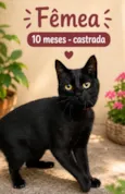Pantera