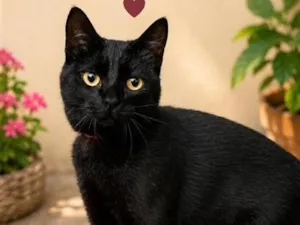 Gato raça SRD-ViraLata idade 7 a 11 meses nome Pantera
