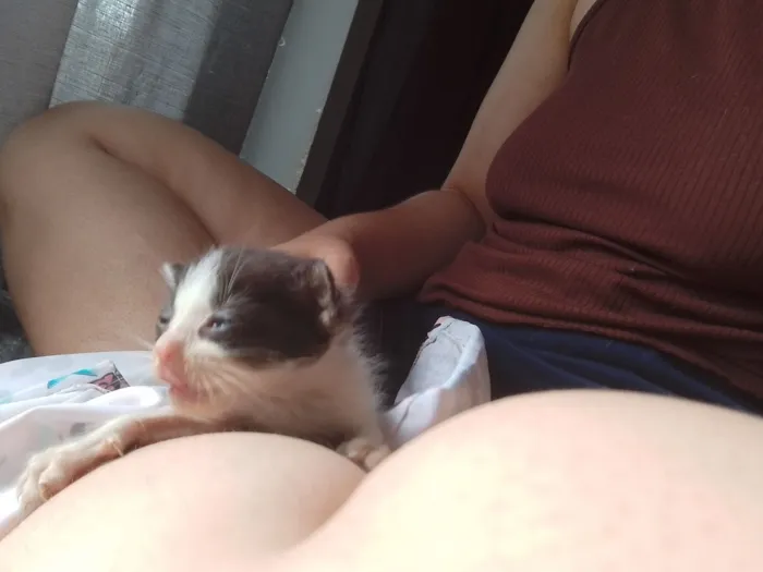 Gato raça SRD-ViraLata idade Abaixo de 2 meses nome Branquinha