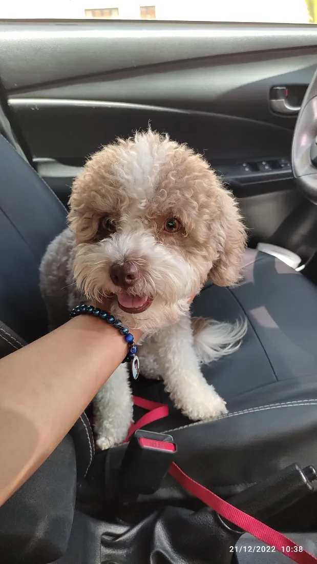 Cachorro raça Poodle idade 5 anos nome Beck