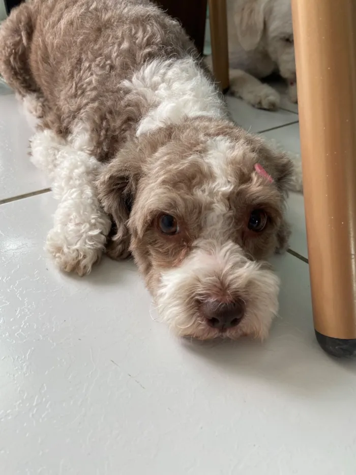 Cachorro raça Poodle idade 5 anos nome Beck