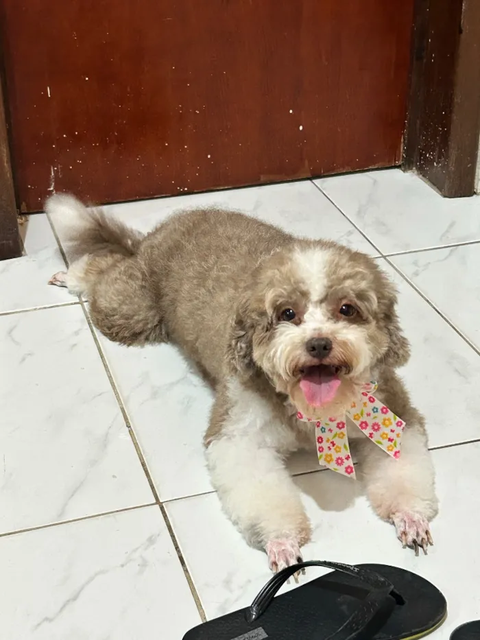 Cachorro raça Poodle idade 5 anos nome Beck