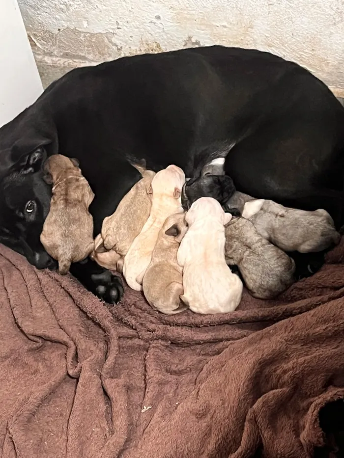 Cachorro raça Pit-Bull idade Abaixo de 2 meses nome Sem nome 
