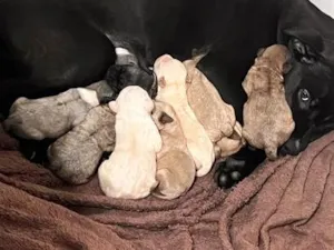 Cachorro raça Pit-Bull idade Abaixo de 2 meses nome Sem nome 
