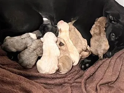 Cachorro raça Pit-Bull idade Abaixo de 2 meses nome Sem nome 