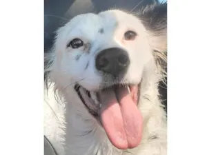Cachorro raça SRD-ViraLata idade 7 a 11 meses nome Luna