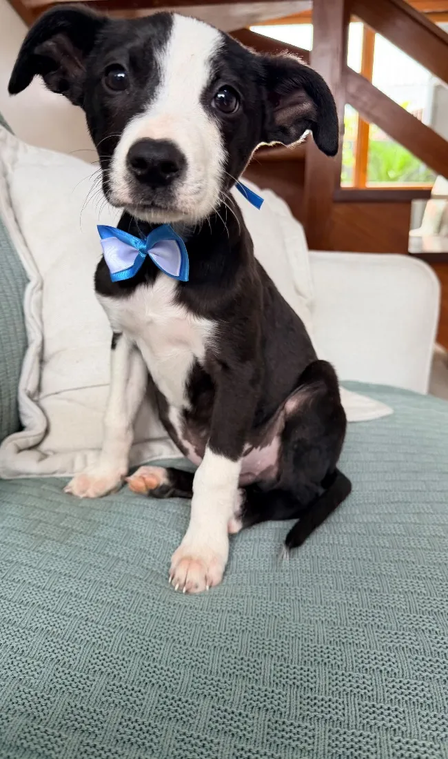 Cachorro raça SRD-ViraLata idade 2 a 6 meses nome Thor