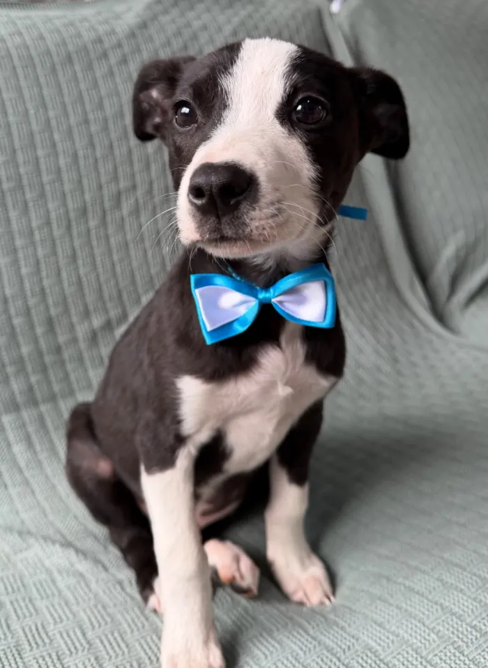 Cachorro raça SRD-ViraLata idade 2 a 6 meses nome Thor