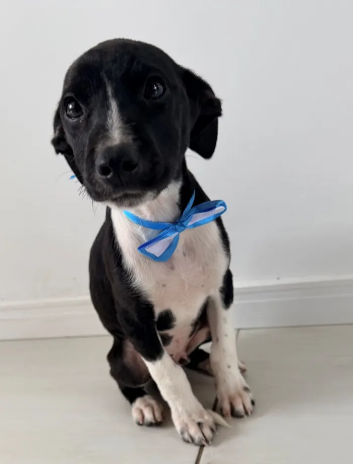 Cachorro raça SRD-ViraLata idade 2 a 6 meses nome Thor