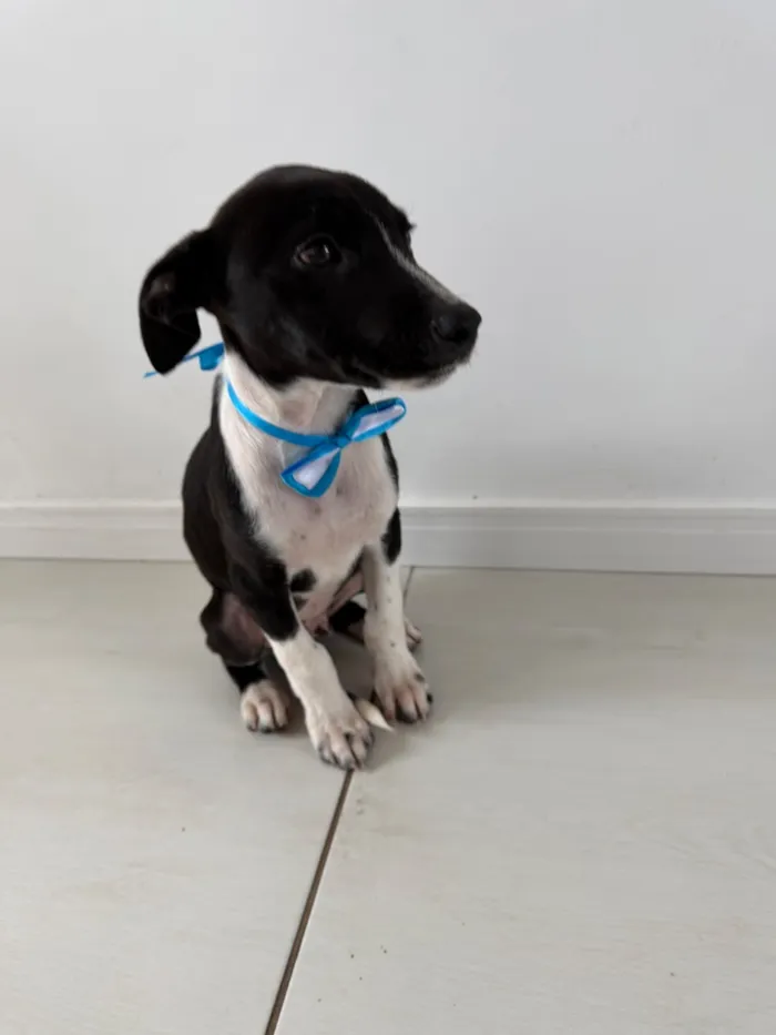 Cachorro raça SRD-ViraLata idade 2 a 6 meses nome Thor