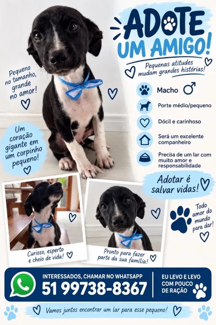 Cachorro raça SRD-ViraLata idade 2 a 6 meses nome Thor