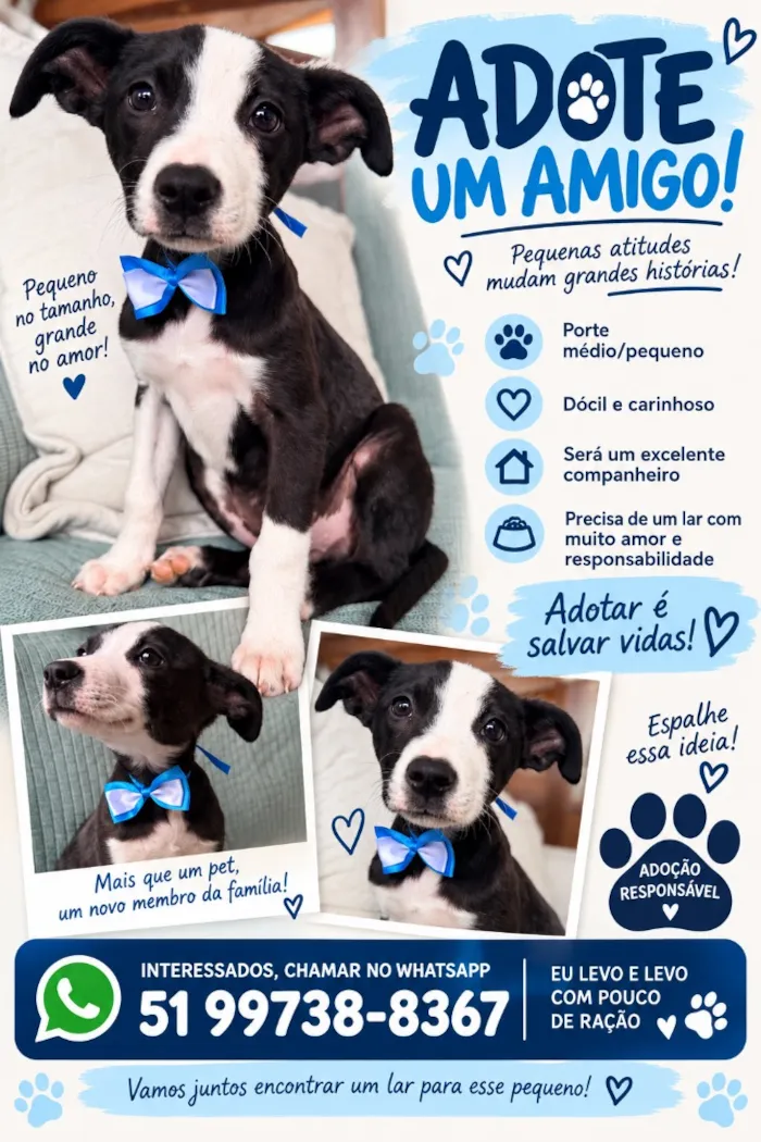 Cachorro raça SRD-ViraLata idade 2 a 6 meses nome Thor
