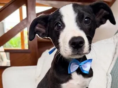 Cachorro raça SRD-ViraLata idade 2 a 6 meses nome Thor