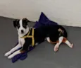 susi